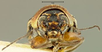 Media type: image;   Entomology 24926 Aspect: head frontal view